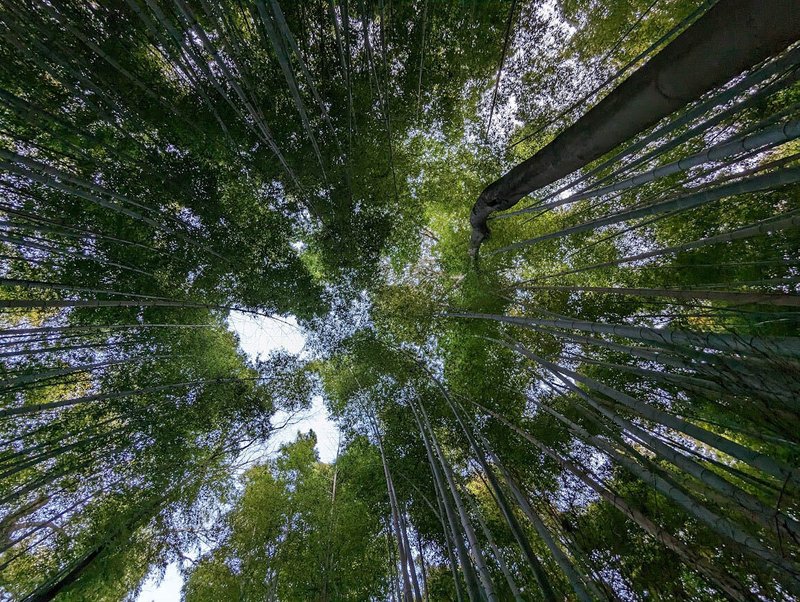 arashiyama bamboo groves from below