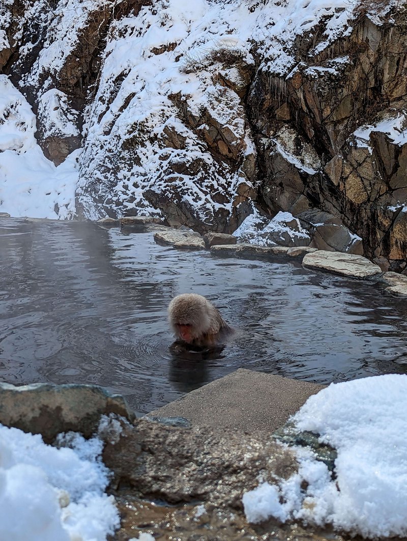 snow monkey in an onsen contemplating life