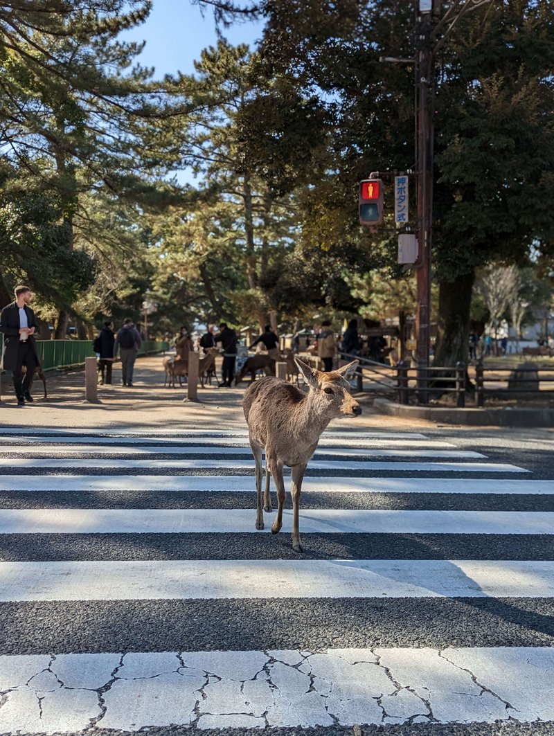 nara deer crossing a red light