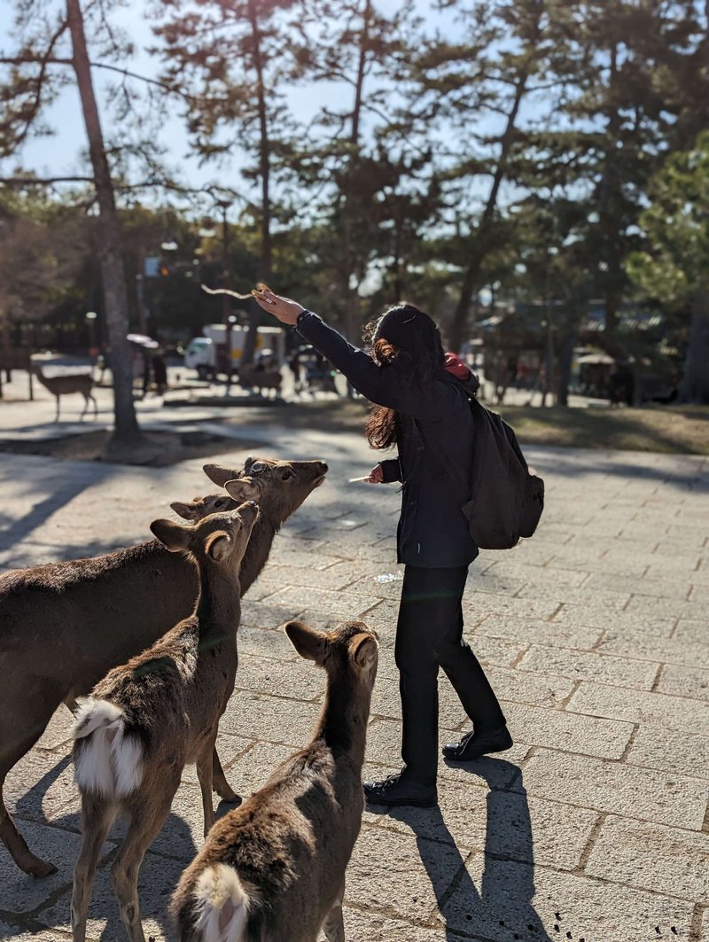 feeding crackers to deers at nara park